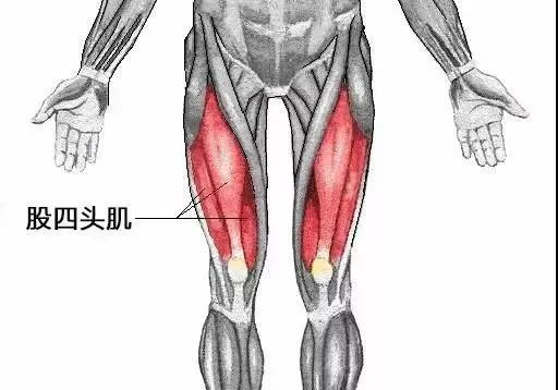 如何增强膝关节的保护伞股四头肌